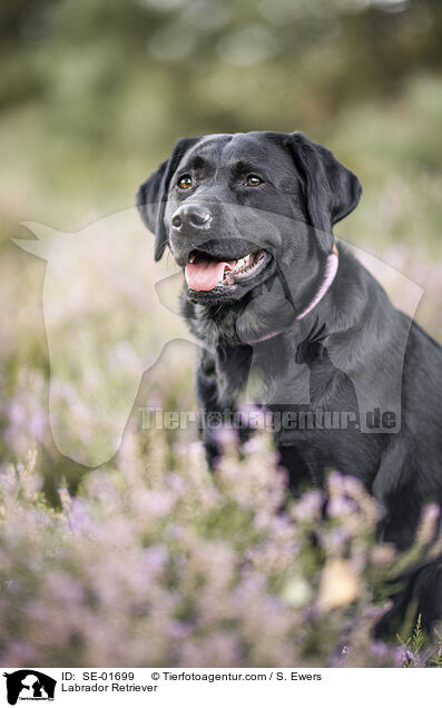 Labrador Retriever / Labrador Retriever / SE-01699