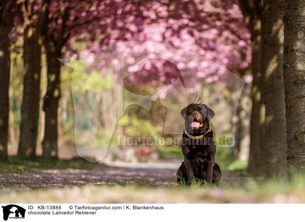brauner Labrador Retriever / chocolate Labrador Retriever / KB-13888
