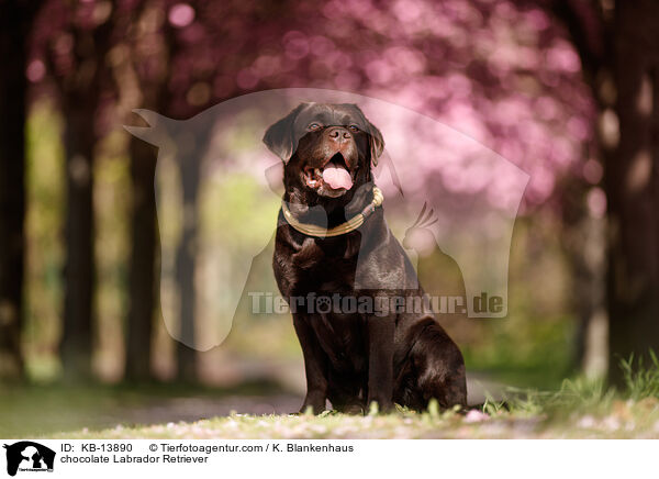 brauner Labrador Retriever / chocolate Labrador Retriever / KB-13890