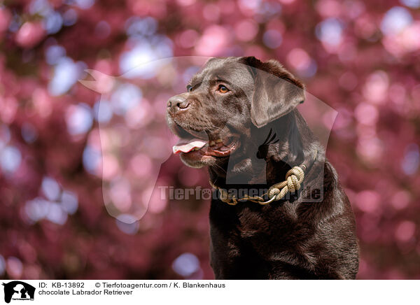 brauner Labrador Retriever / chocolate Labrador Retriever / KB-13892