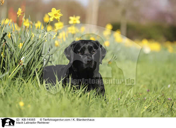 schwarzer Labrador Retriever / black Labrador Retriever / KB-14065