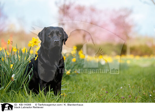 schwarzer Labrador Retriever / black Labrador Retriever / KB-14066