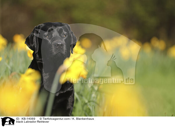 schwarzer Labrador Retriever / black Labrador Retriever / KB-14069