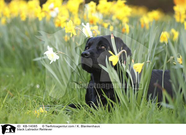 schwarzer Labrador Retriever / black Labrador Retriever / KB-14085