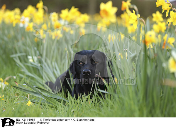 schwarzer Labrador Retriever / black Labrador Retriever / KB-14087
