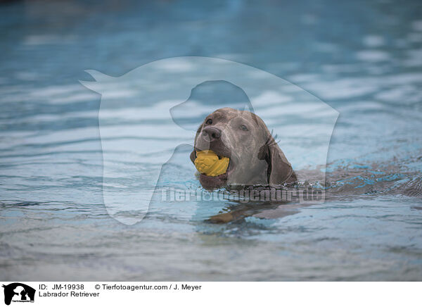 Labrador Retriever / Labrador Retriever / JM-19938