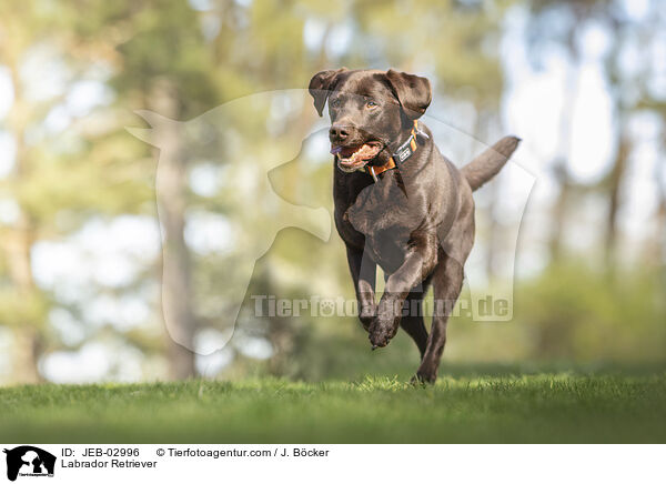 Labrador Retriever / Labrador Retriever / JEB-02996