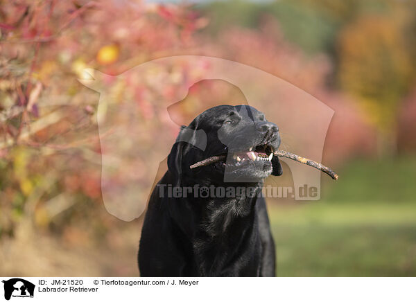 Labrador Retriever / Labrador Retriever / JM-21520