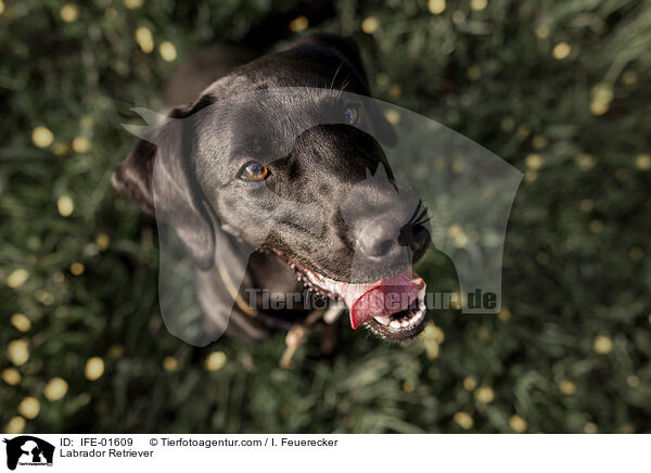 Labrador Retriever / Labrador Retriever / IFE-01609