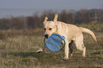 running Labrador Retriever