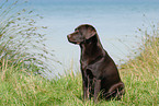 sitting Labrador