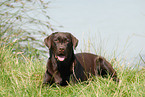 lying Labrador Retriever