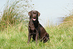 sitting Labrador