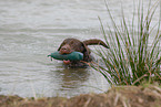 Labrador Retriever retrieves Dummy