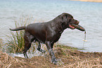 Labrador retrieves Dummy