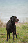 Labrador Retriever