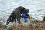 Labrador retrieves Dummy