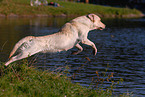 Labrador jump in water