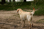 blonde Labrador Retriever