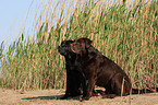 black and brown Labrador Retriever