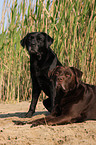 black and brown Labrador Retriever