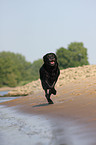 black Labrador Retriever