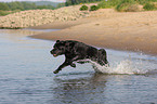 black Labrador Retriever