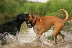 German Boxer and Labrador Retriever