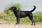 black Labrador Retriever