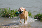 blonde Labrador Retriever