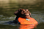 apporting Labrador Retriever