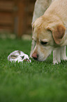 Labrador Retriever and bunny