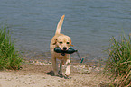 playing Labrador Retriever