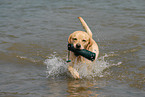 playing Labrador Retriever