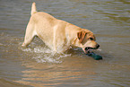 Labrador Retriever