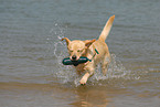 playing Labrador Retriever