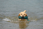 playing Labrador Retriever