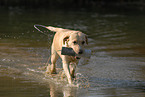 playing Labrador Retriever