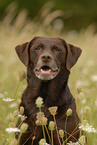 Labrador Retriever Portrait