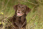 Labrador Retriever Portrait