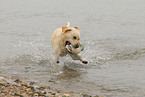 retrieving Labrador Retriever