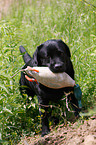 retrieving Labrador Retriever