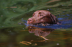 Labrador Retriever retrieves duck