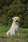 sitting Labrador Retriever