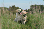 2 Labrador Retriever