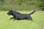 running Labrador Retriever