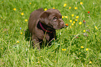 Labrador Retriever Puppy