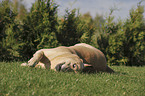 rolling Labrador Retriever