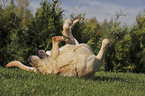 rolling Labrador Retriever