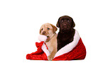 Labrador Retriever Puppies